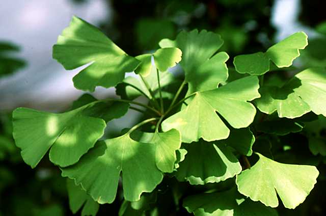 Alternative Sleep Medicine | Ginkgo Beneficial for Multiple Sclerosis (MS) Memory